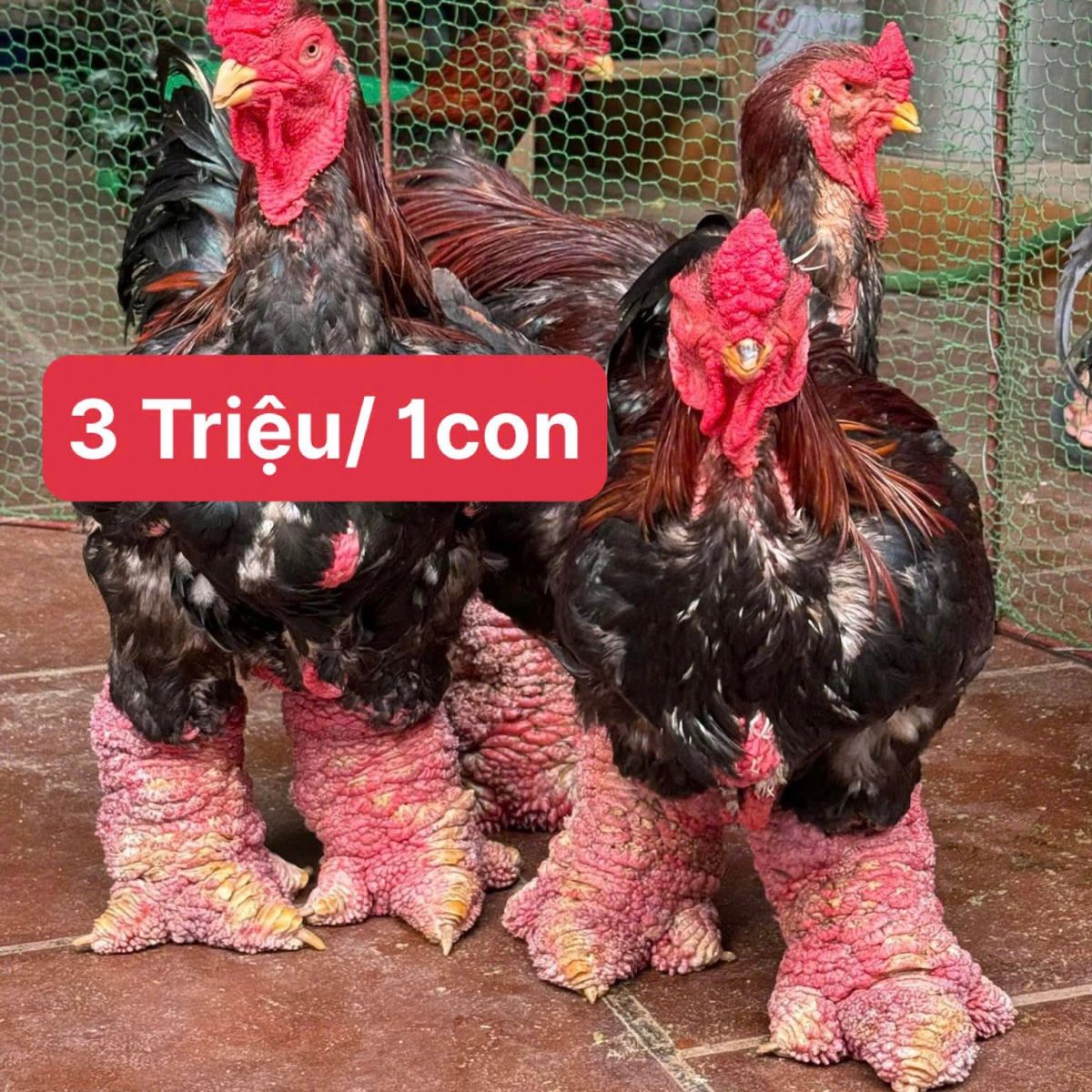 Có thể là hình ảnh về gà chọi và văn bản cho biết '2Triệu/1con 2 Triệu/ 1con'