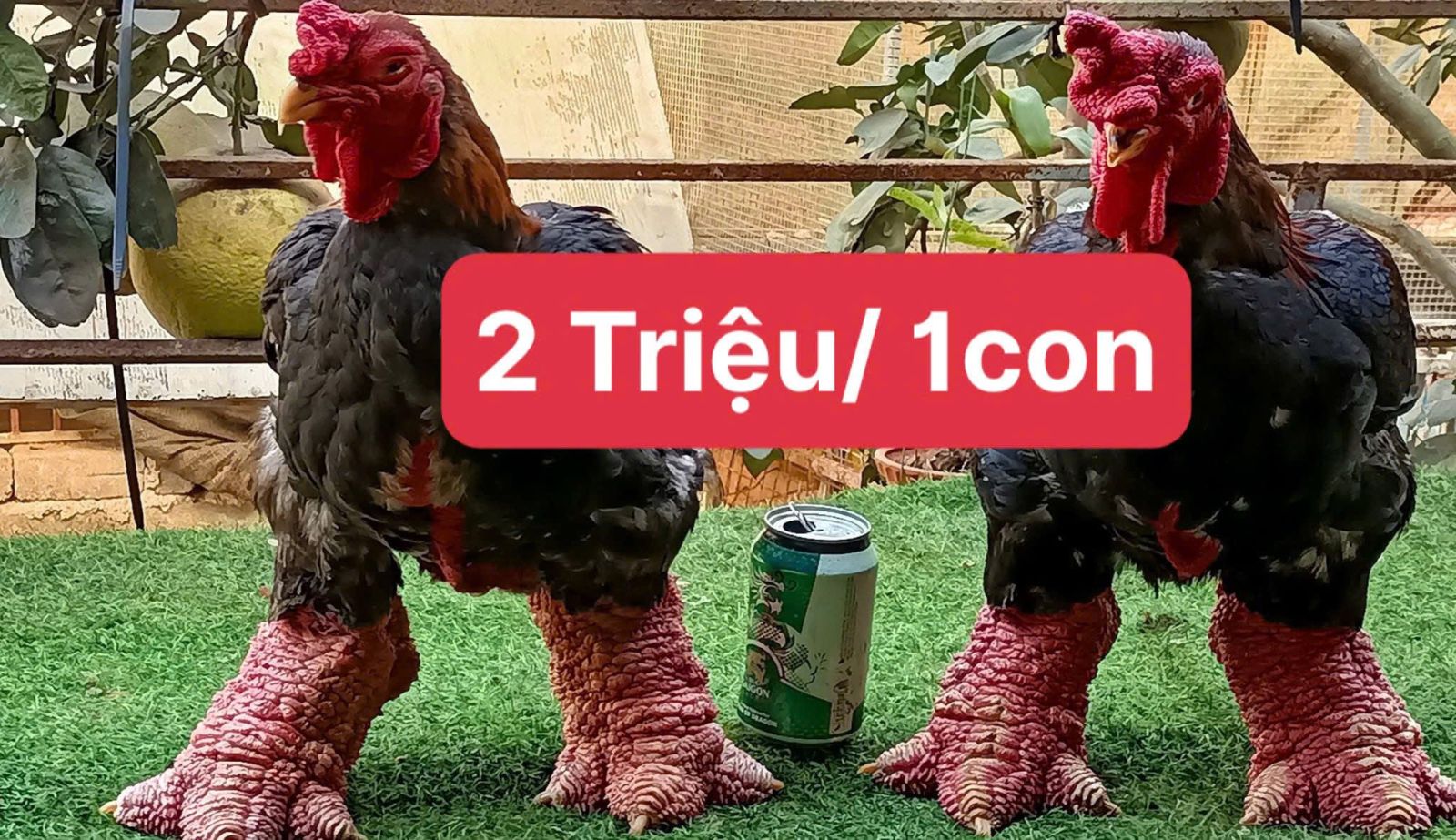 Có thể là hình ảnh về gà chọi và văn bản cho biết '2Triệu/1con 2 Triệu/ 1con'