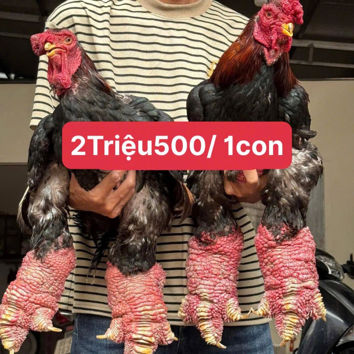 Có thể là hình ảnh về gà chọi và văn bản cho biết '2Triệu/1con 2 Triệu/ 1con'